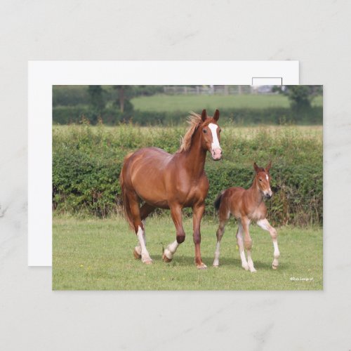 Warmblood Mare and Foal Walking Together Postcard