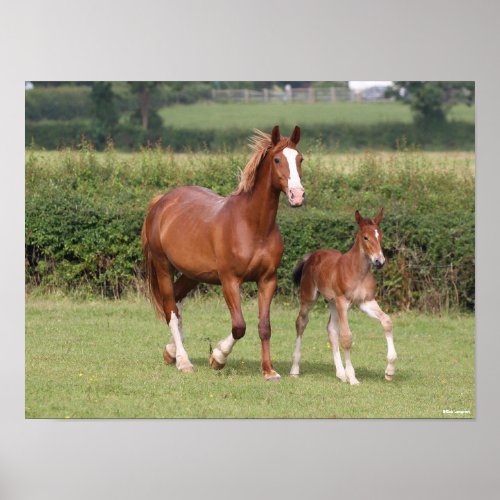 Warmblood Mare and Foal Walking Together Poster
