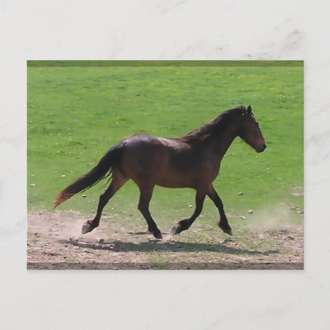 Warmblood Postcards (Front)