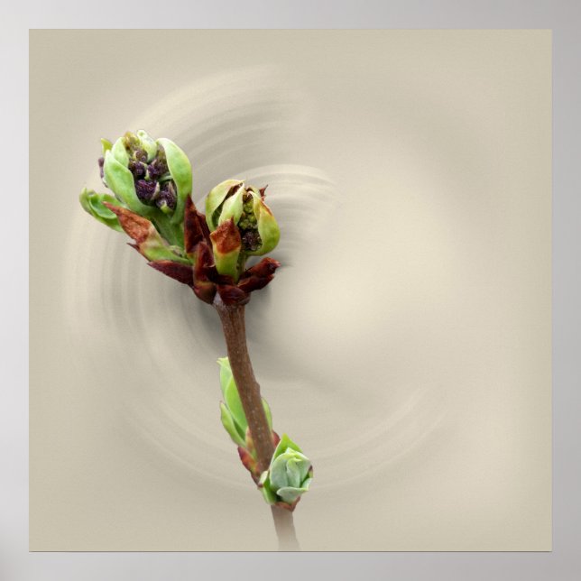 warmth of spring poster (Front)