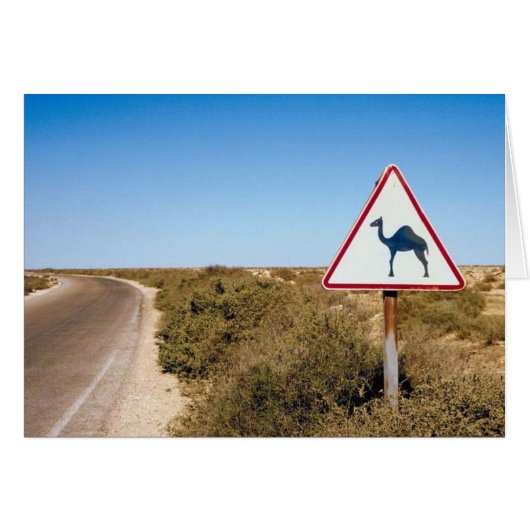Warning Camels Ahead Cards (Front Horizontal)