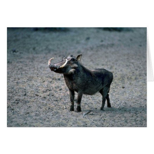 Warthog - Big Boar Cards (Front Horizontal)