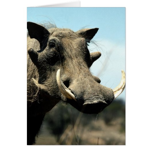 Warthog Close-Up Cards (Front)