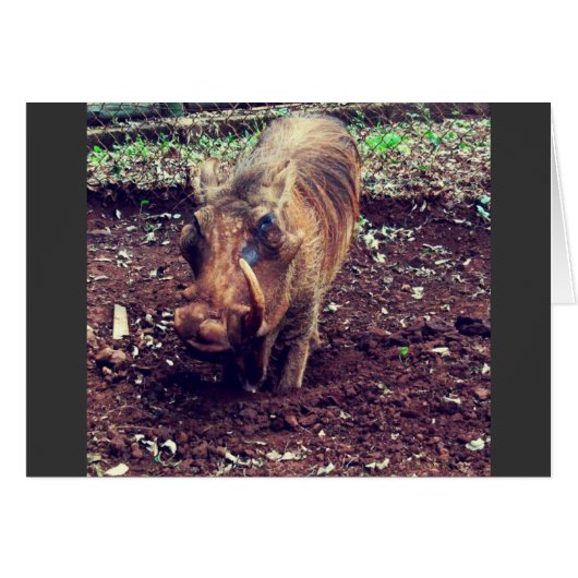 Warthog in Kenya Cards (Front Horizontal)