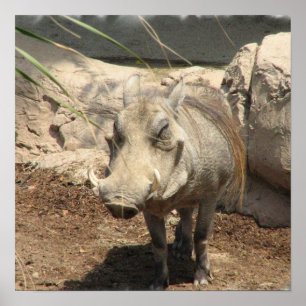 Warthog Poster