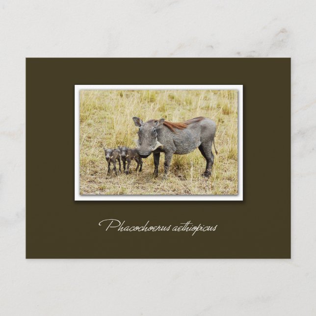 Warthog with piglets safari postcards (Front)