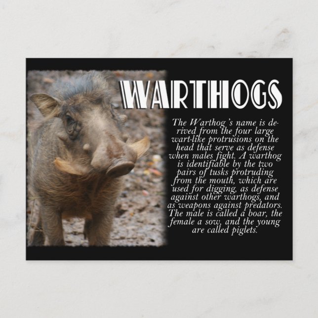WARTHOGS with Description Postcard (Front)