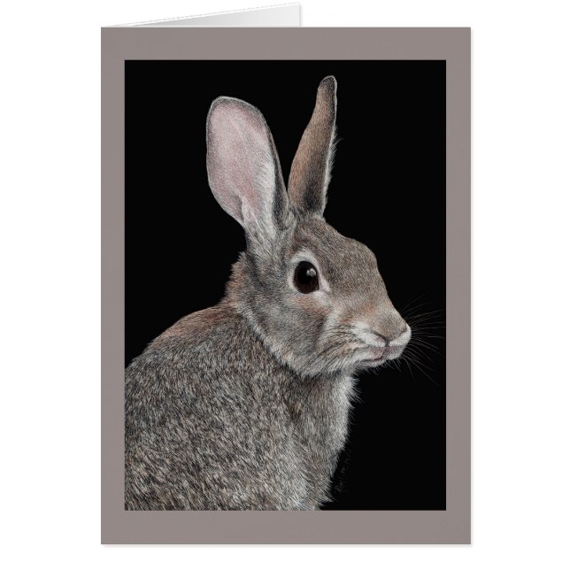 "Wary" - Cottontail Rabbit Cards (Front)
