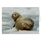 Wary Seal (Front Horizontal)