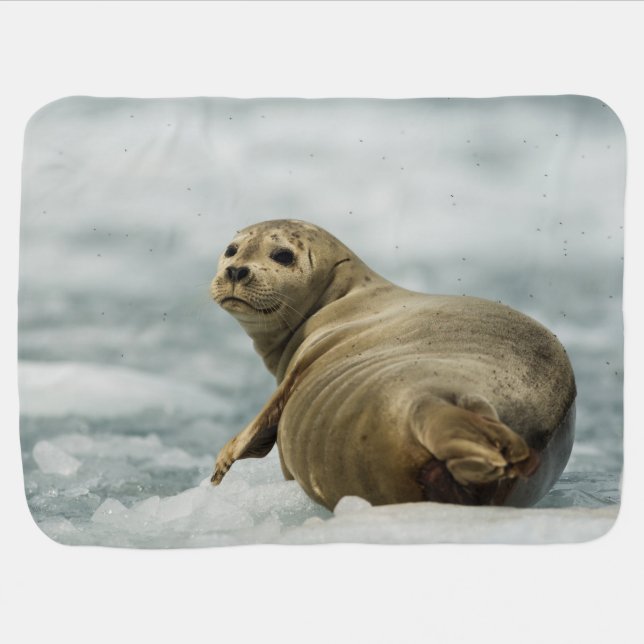 Wary Seal Baby Blanket (Horizontal)