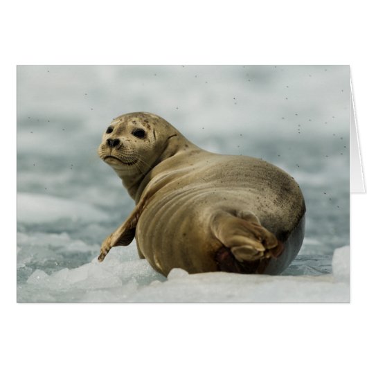 Wary Seal Cards (Front Horizontal)