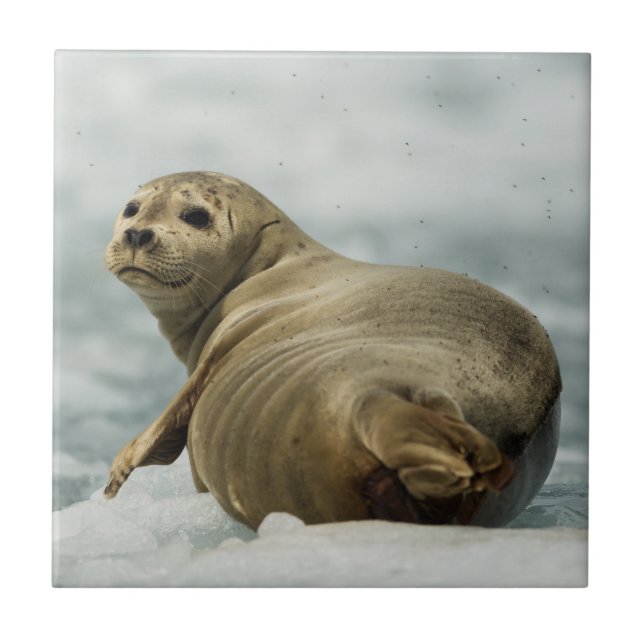Wary Seal Ceramic Tile (Front)