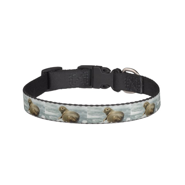Wary Seal Pet Collar (Front)