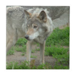 Wary Wolf Tile