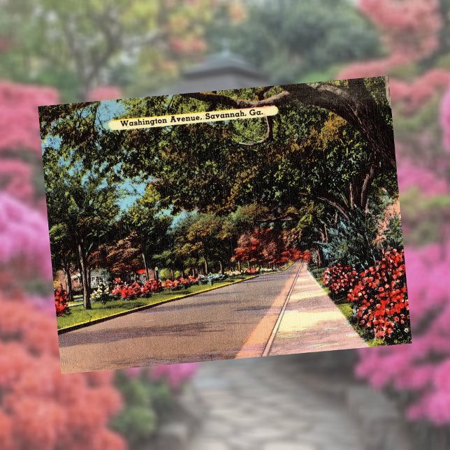 Washington Avenue Savannah GA historic Postcard (Creator Uploaded)