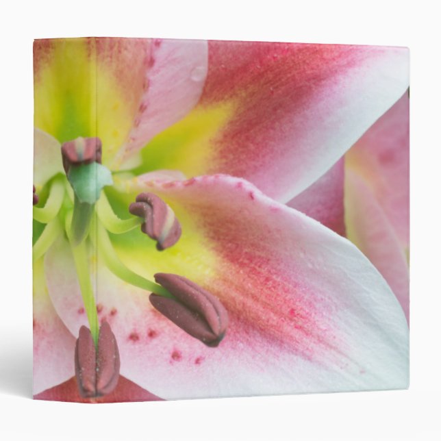 Washington, Bellevue, Lily Binder (Front/Spine)