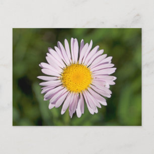 Washington, Cascade Range, Mount Baker Postcard