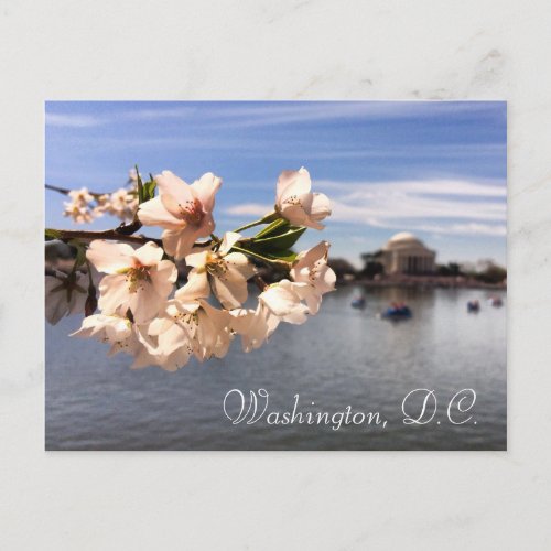 Washington DC Cherry Blossom postcard