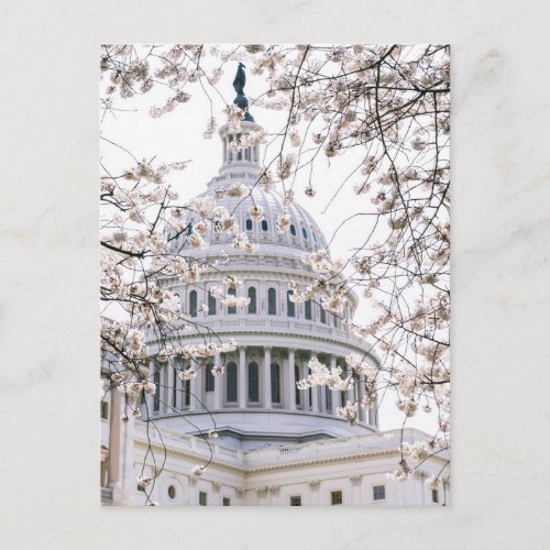 Washington DC  Capitol Building Postcard