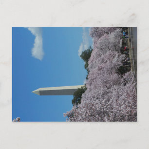 Washington DC Cherry Blossom 2 Postcard