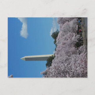 Washington DC Cherry Blossom 2 Postcard
