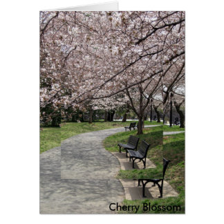 washington dc cherry blossom cards