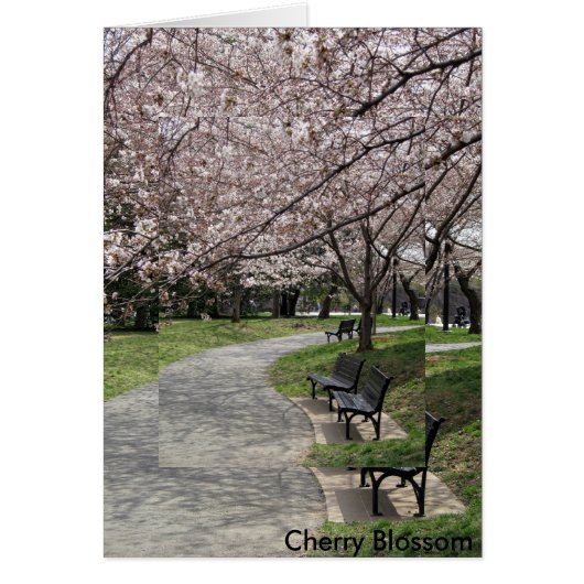 washington dc cherry blossom cards (Front)