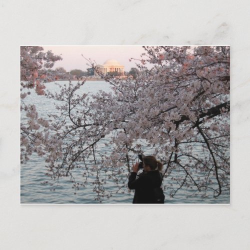 Washington DC Cherry Blossom Postcard