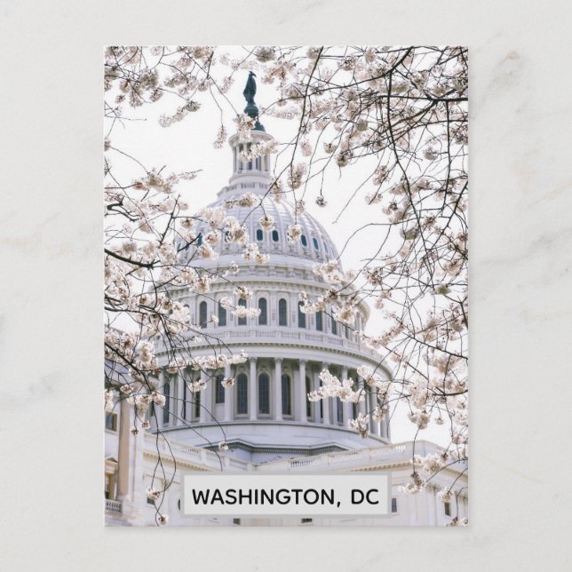 Washington DC Cherry Blossoms Travel Photo Postcard (Front)