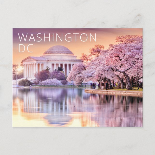 Washington DC Jefferson Memorial Cherry Blossoms Postcard (Front)