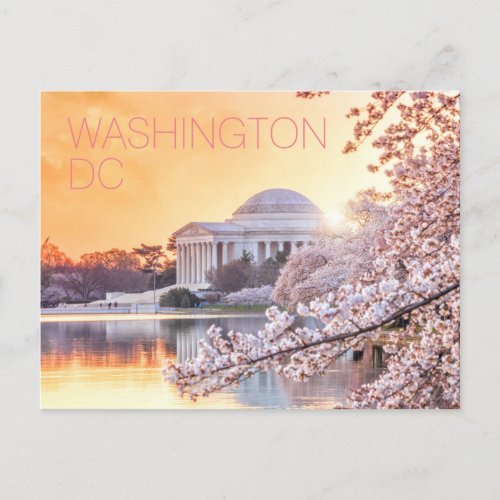 Washington DC Jefferson Memorial Cherry Blossoms Postcard