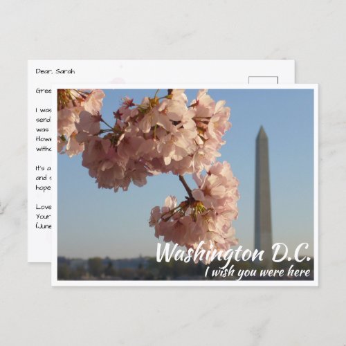Washington DC Jefferson Memorial with Cherry Tree Postcard