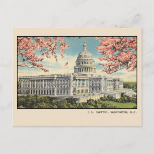 Washington DC Postcard US Capitol Cherry Blossoms