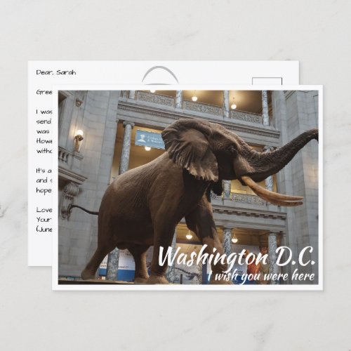 Washington DC Smithsonian Museum National History Postcard