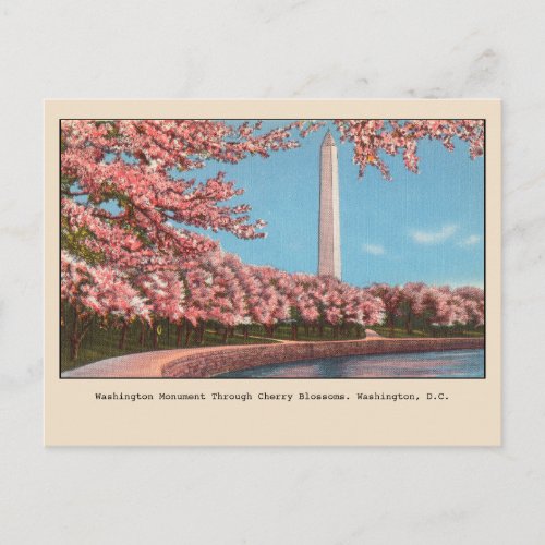 Washington DC Washington Monument Cherry Blossoms Postcard