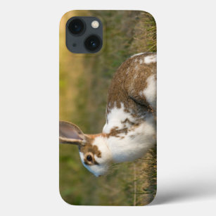 Washington, Discovery Park. Adult Rabbit iPhone 13 Case