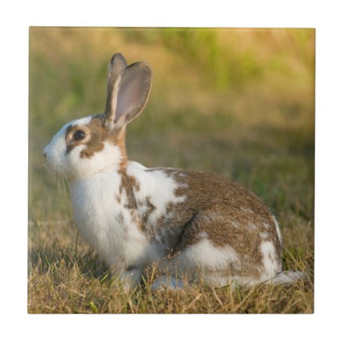 Washington Discovery Park Adult Rabbit Tile