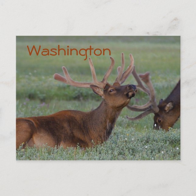 Washington elk postcard (Front)
