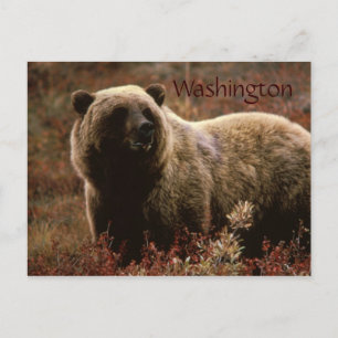 Washington grizzly bear postcard