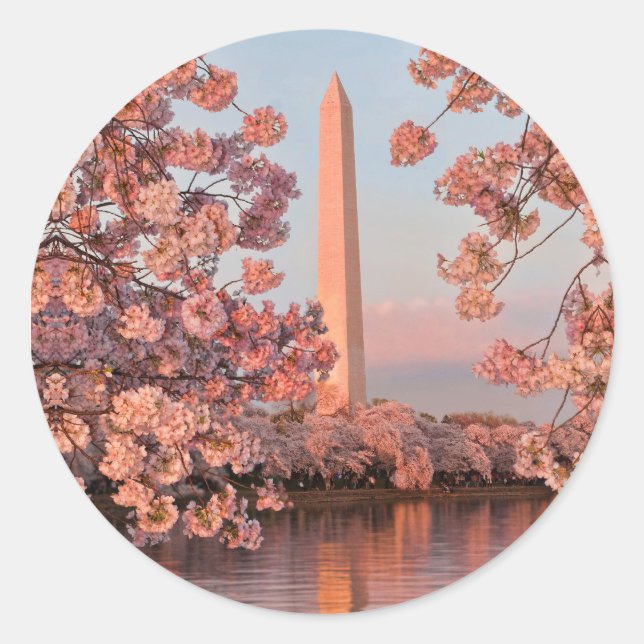 Washington Monument and Cherry Blossoms Sticker (Front)