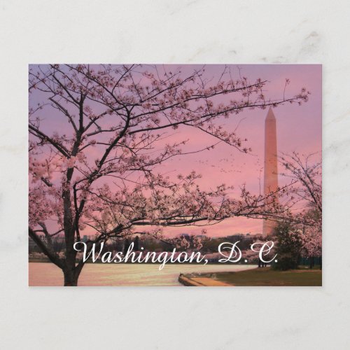 Washington Monument Cherry Blossom Festival Postcard