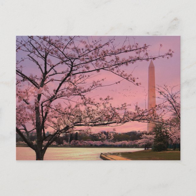 Washington Monument Cherry Blossom Festival Postcard (Front)