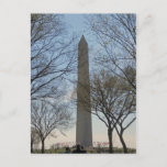 Washington Monument Cherry Blossom Festival Postcard