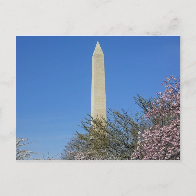 Washington Monument Cherry Blossom Festival Postcard (Front)