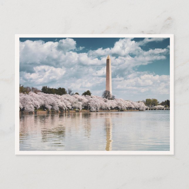 Washington Monument Cherry Blossoms DC Photo Postcard (Front)