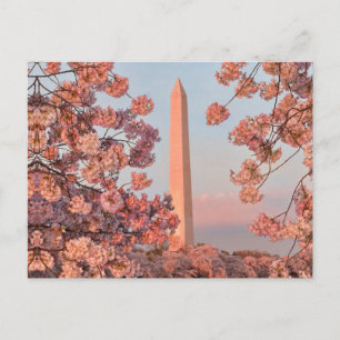 Washington Monument - Cherry Blossoms Postcard