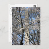 Washington Monument Cherry Trees 001 Postcard (Front/Back)