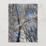 Washington Monument Cherry Trees 001 Postcard