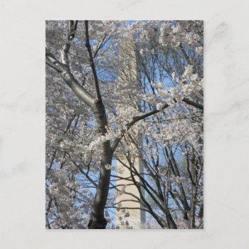 Washington Monument Cherry Trees 001 Postcard by teknogeek at Zazzle