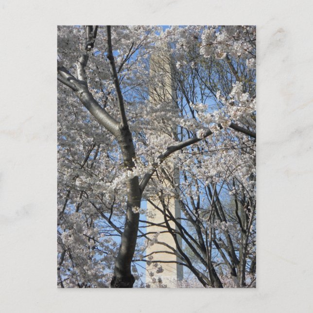 Washington Monument Cherry Trees 001 Postcard (Front)